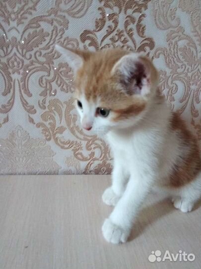 Котята в добрые руки мальчики