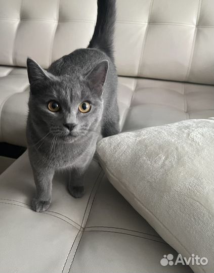 Кот серый красивый