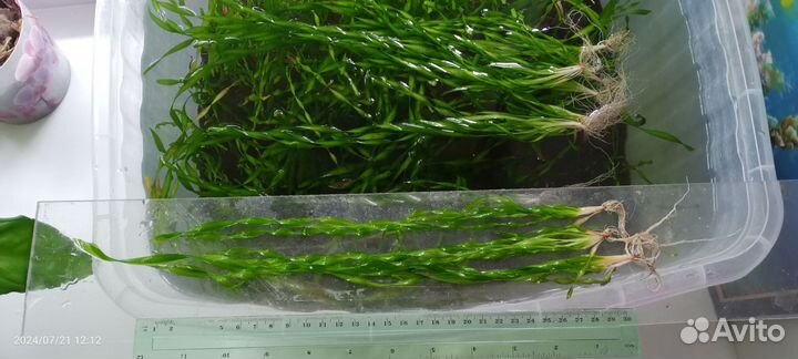 Аквариумное растение