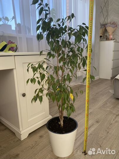 Фикус бенджамина в кашпо