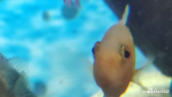 Мальки Лабиатума 4-6см вырастают до 30 см