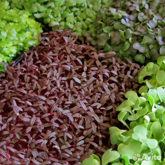 Микрозелень