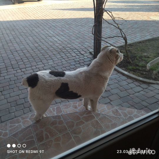 Алабая в хорошие, добрые руки