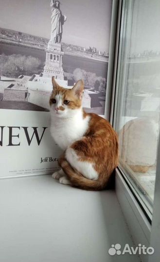 Кошка стерилизованная