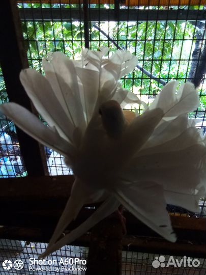 Голуби Павлины