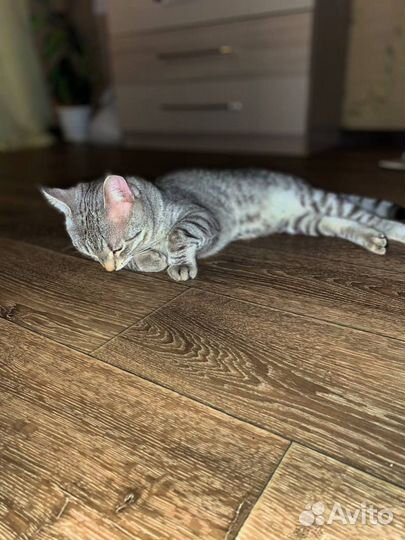 Отдадим котика