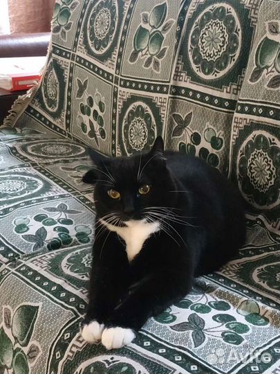 Передержка / Зоогостиница для кошек