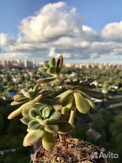 Суккуленты от