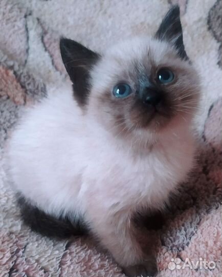 Тайские котята