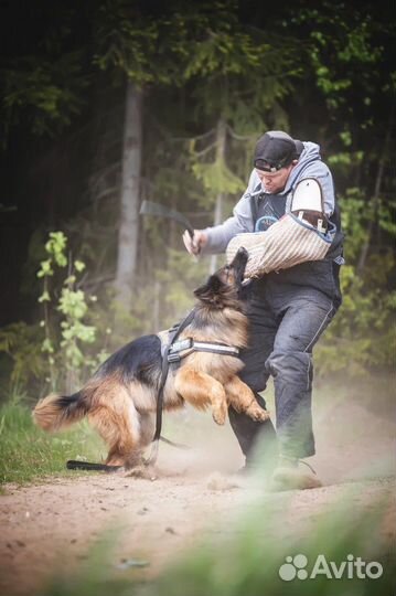 Щенки Немецкой овчарки длинношерстной