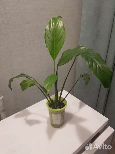 Спатифиллум