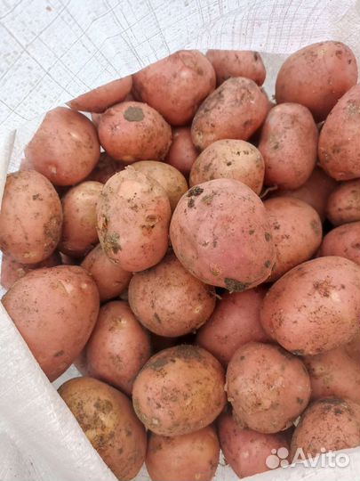 Продам картофель