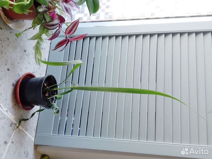 Пальма финиковая, орхидея