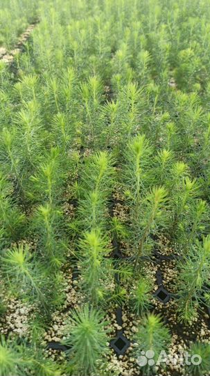 Саженцы сосны зкс