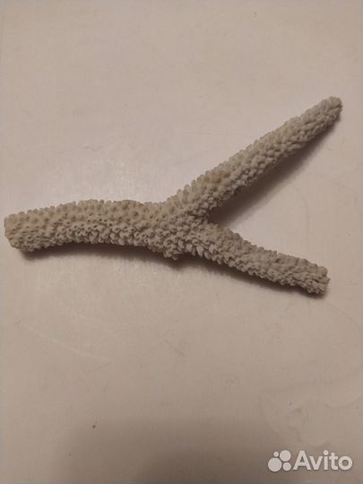 Морские Ракушки и Кораллы СССР