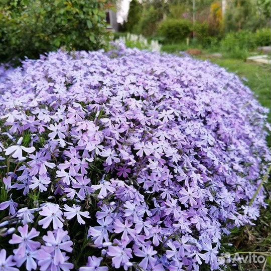 Флокс шиловидный