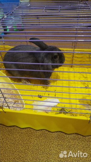 Декоративные кролики вислоухие