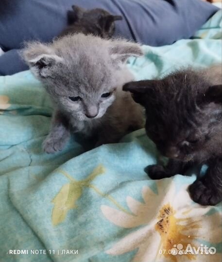Котята сфинкс браш