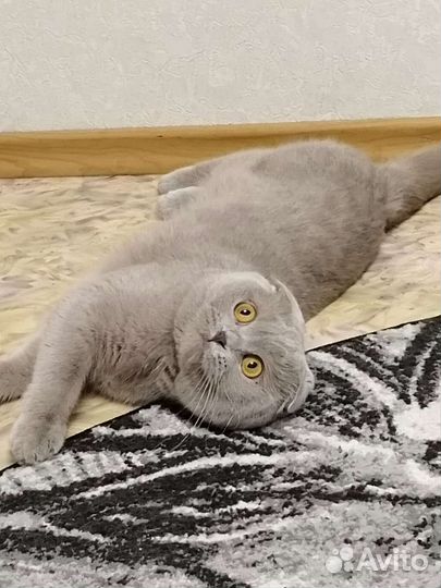 Кот для вязки