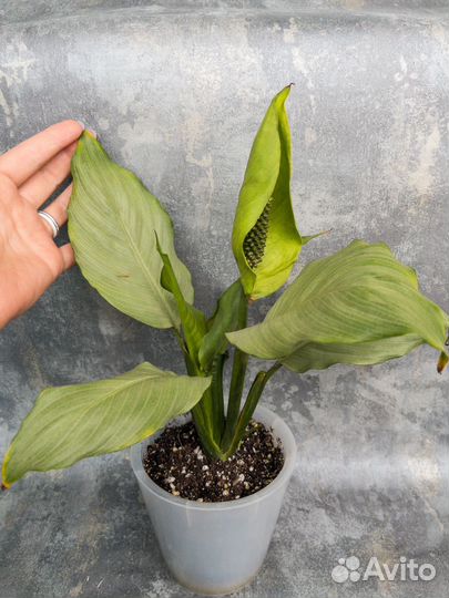 Спатифиллум Spilt milk широкий лист