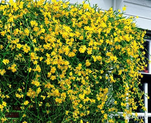 Жасмин голоцветковый