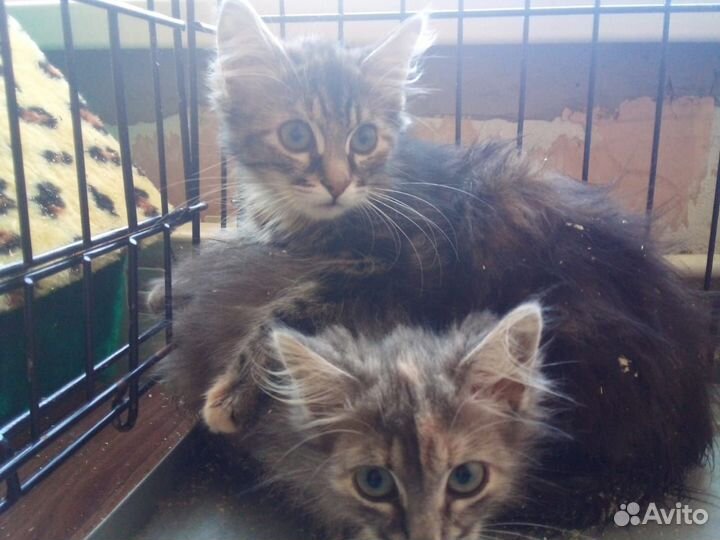 Необыкновенной красоты кото-детки в добрые ручки