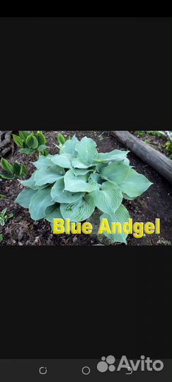 Хосты бордюрные