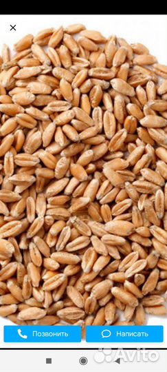 Зерно пшеница ячмень