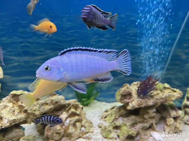 Цихлиды Африка. Мальки и взрослые