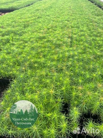 Сеянцы зкс Сосна окс Ель Лиственница Горная