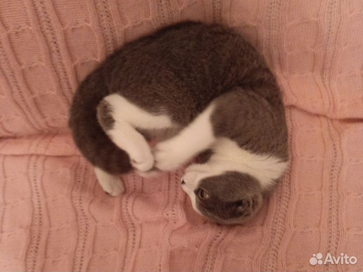 Британская вислоухая кошка