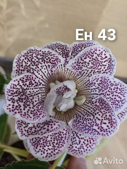 Глоксинии махровые клубни