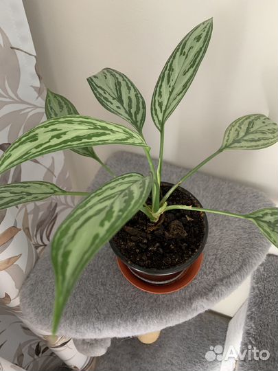 Домашние растения