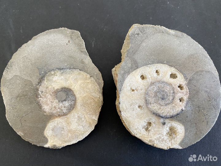 Аммонит 6,7*5,7 см окаменелости минерал