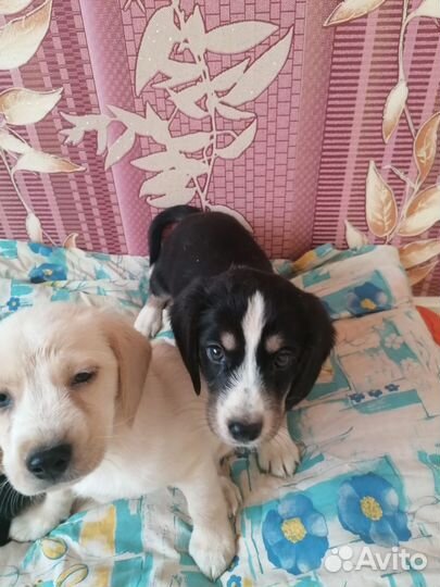 Щенки небольших пород