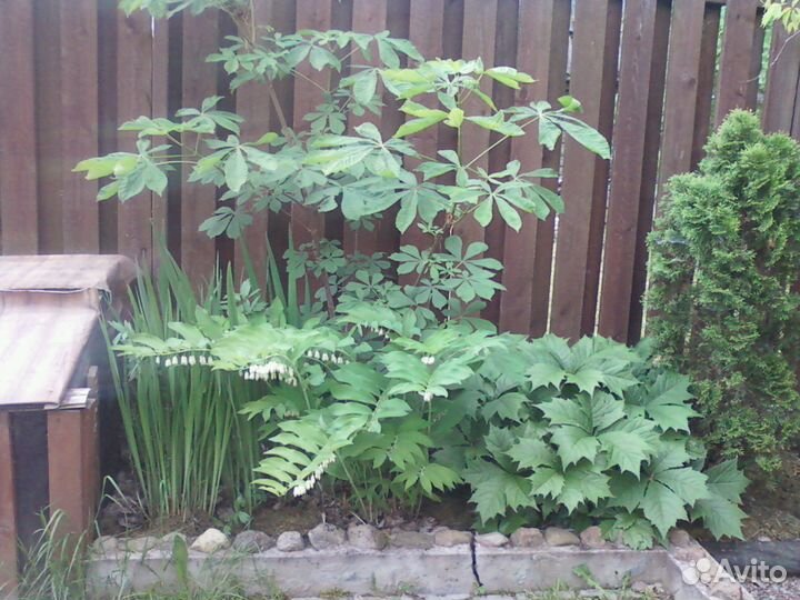 Девичий виноград-лиана