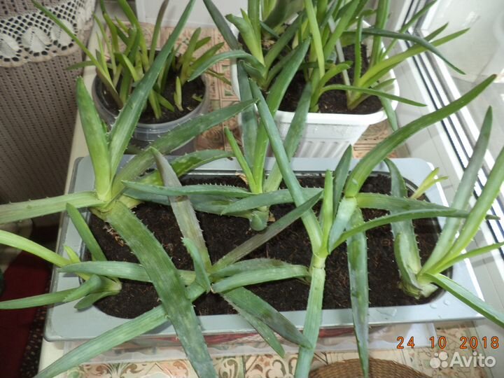 Индийский лук, алоэ Вера, мята