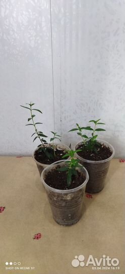 Лантана, муррая и другие