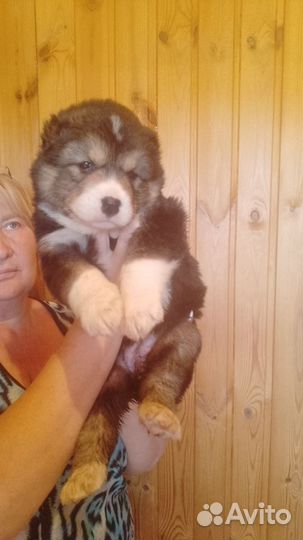 Среднеазиатская овчарка алабай метисы щенки