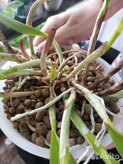 Орхидеи(разные)