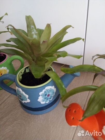 Орхидея мини,гузмания,брамелия, орхидея цимбидиум