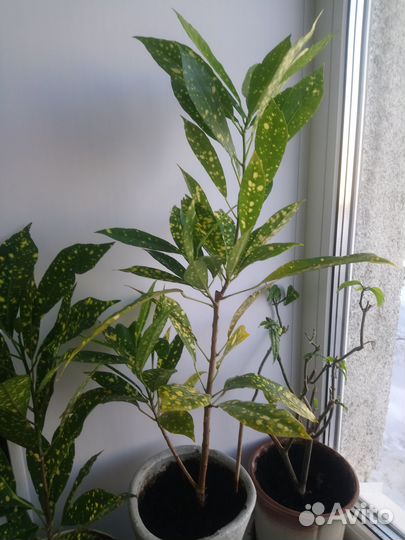 Кодиеум кротон