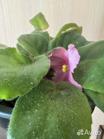 Фиалка цветущая