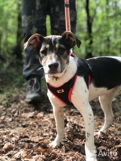 Щенок Майкл ищет дом