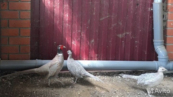 Цесарки молодые