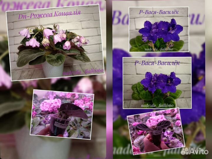 Фиалки сортовые