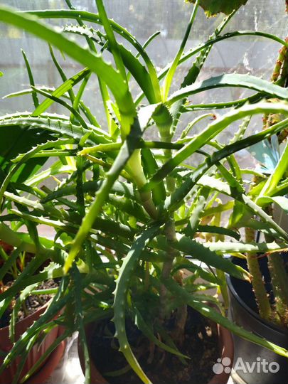 Алоэ лечебный,столетник,хирург б/н домашний лекарь