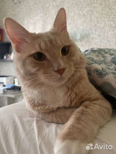 Кот в добрые руки