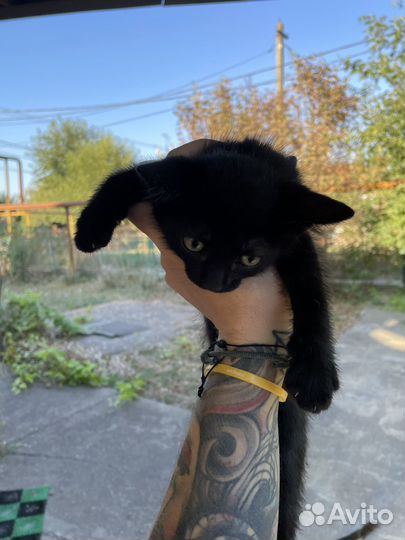Котята в добрые руки мальчики