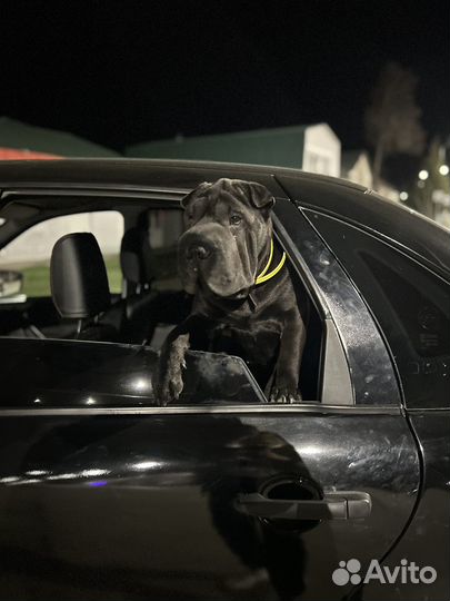 Вязка шарпея(девочка)